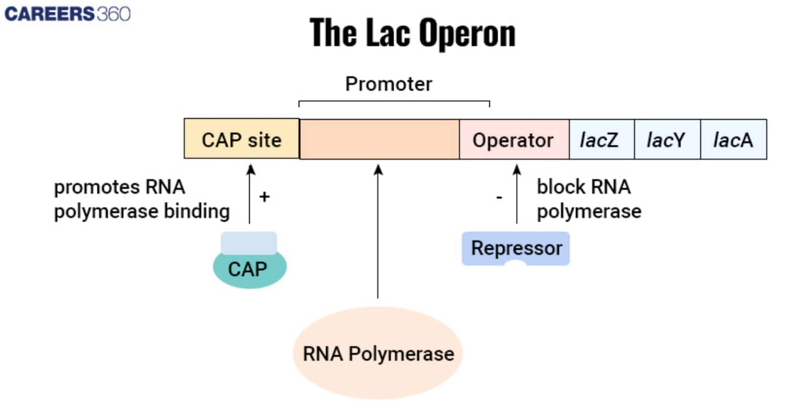 Lac Operon - Concept, Diagram, Notes, Gene Regulation