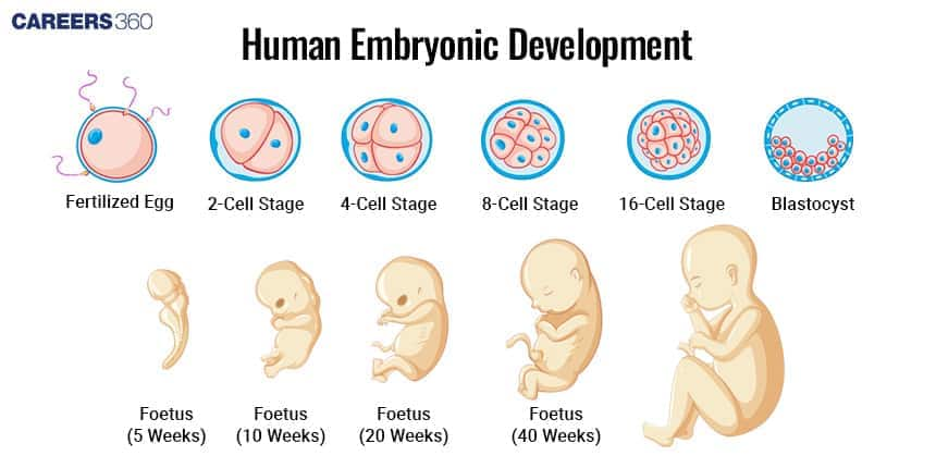 Stages of Embryo Development