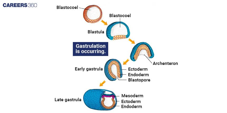 Gastrulation process