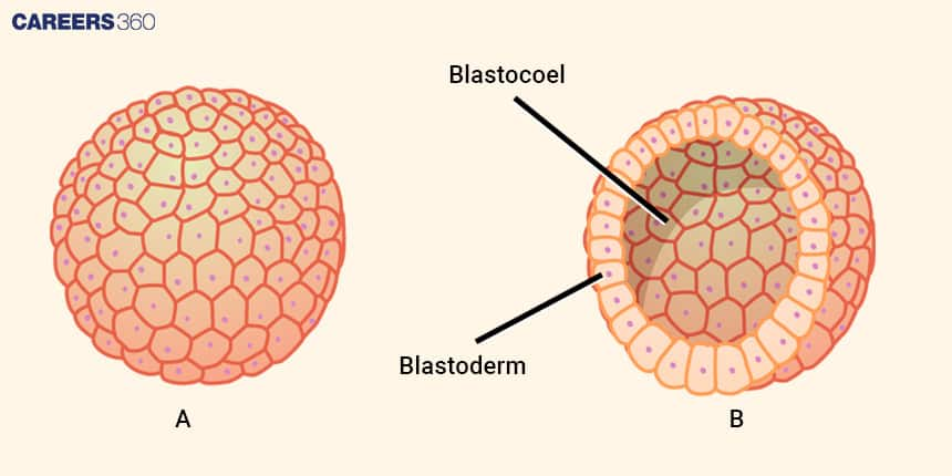 Blastocyst