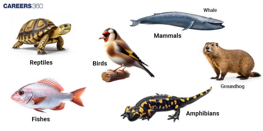 Examples of Vertebrates