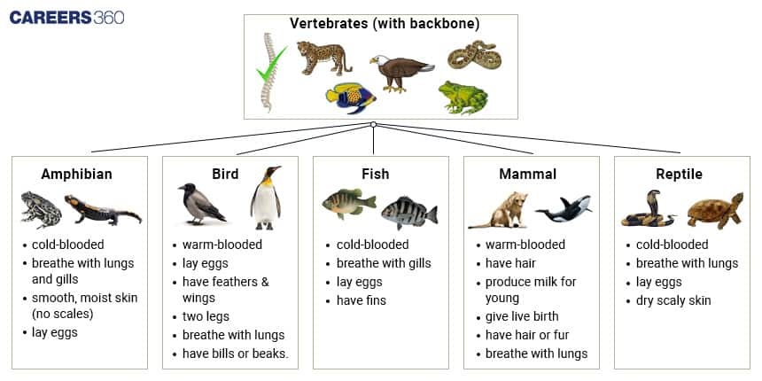 Classification of Vertebrates