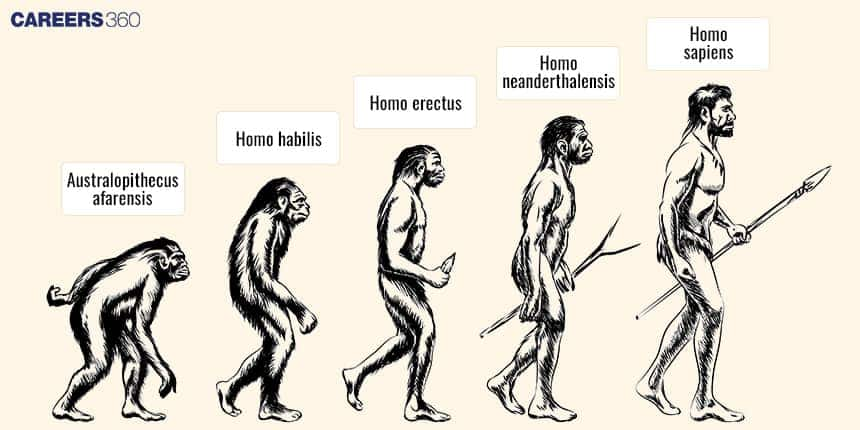 Stages of Human Evolution