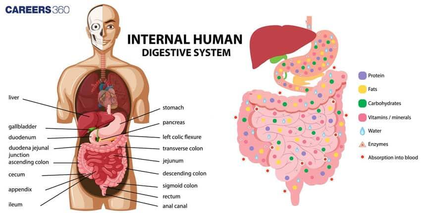 Human Digestive System