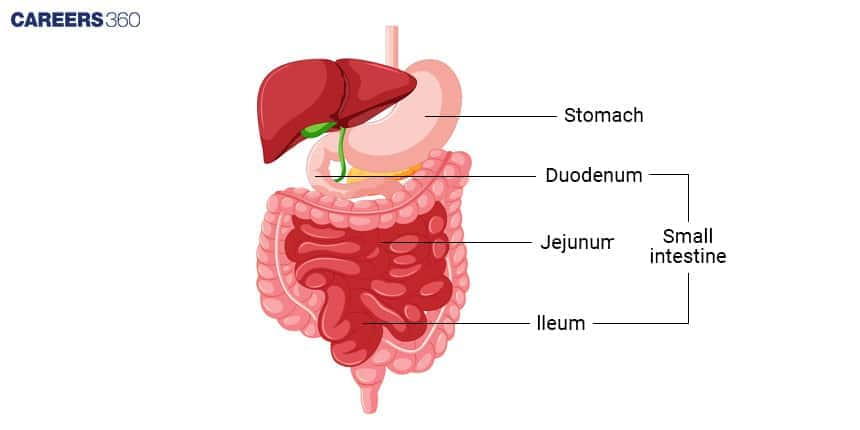 Small Intestine