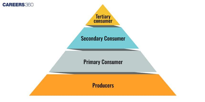 Pyramid of Numbers