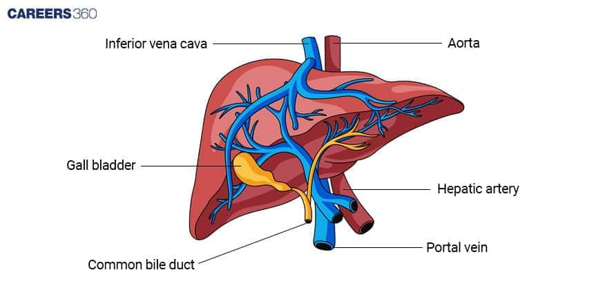 Liver Anatomy