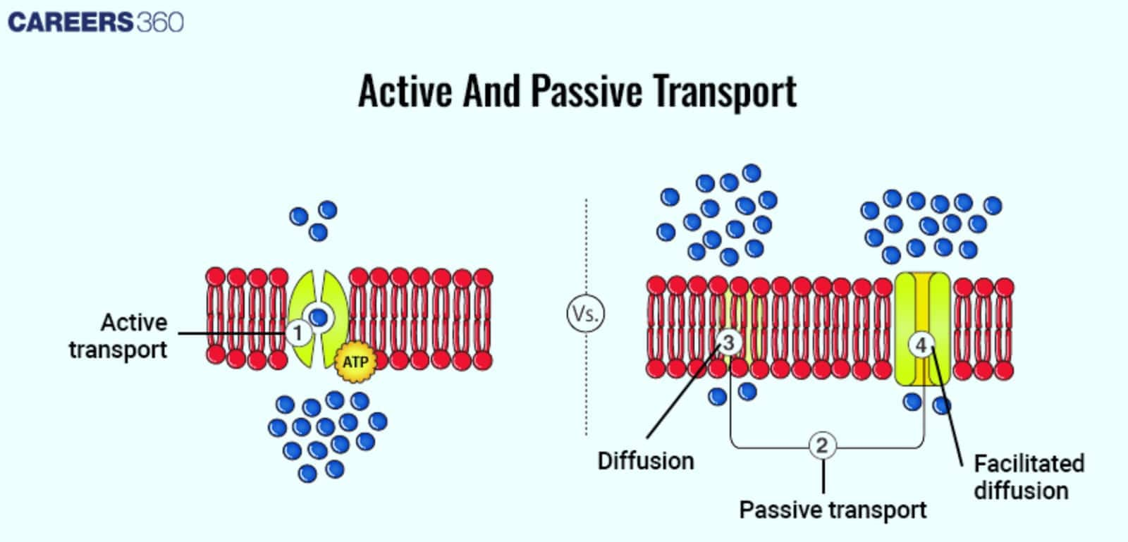  passive and active transport mechanisms