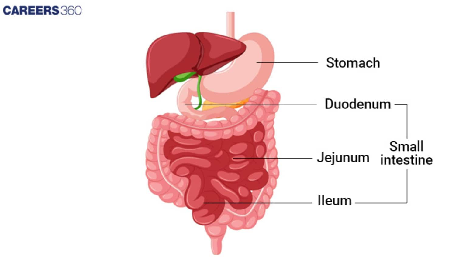 the Small Intestine