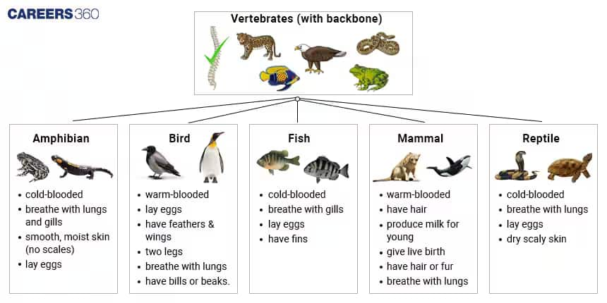 Classification of Vertebrates