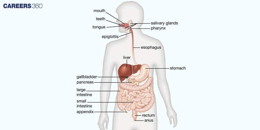 Alimentary Canal