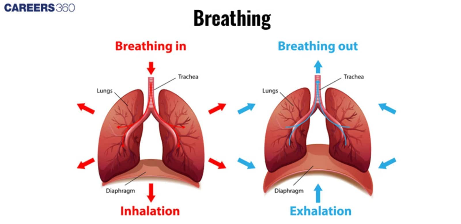 Process of Respiration