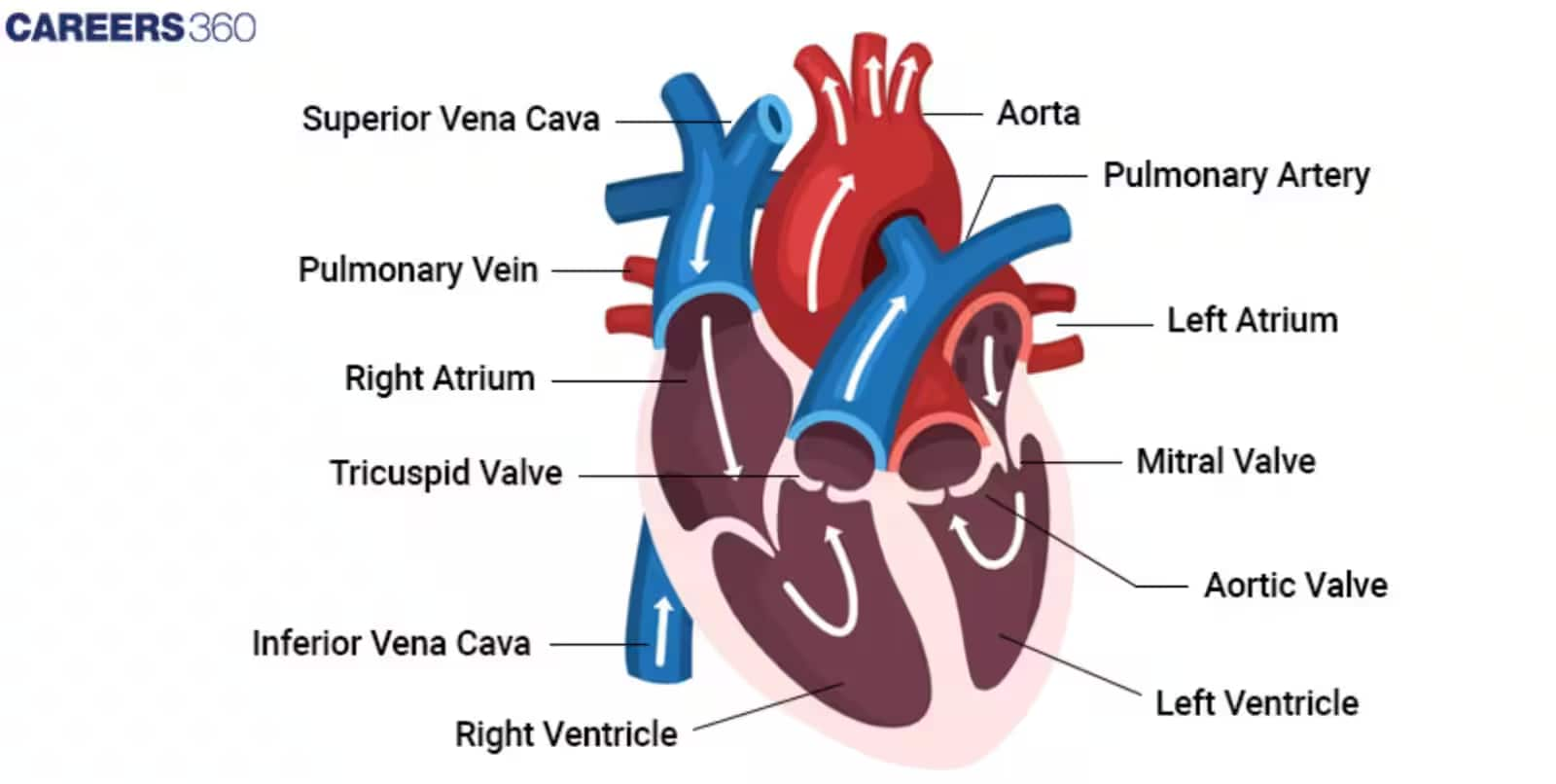 Diagram of the Heart