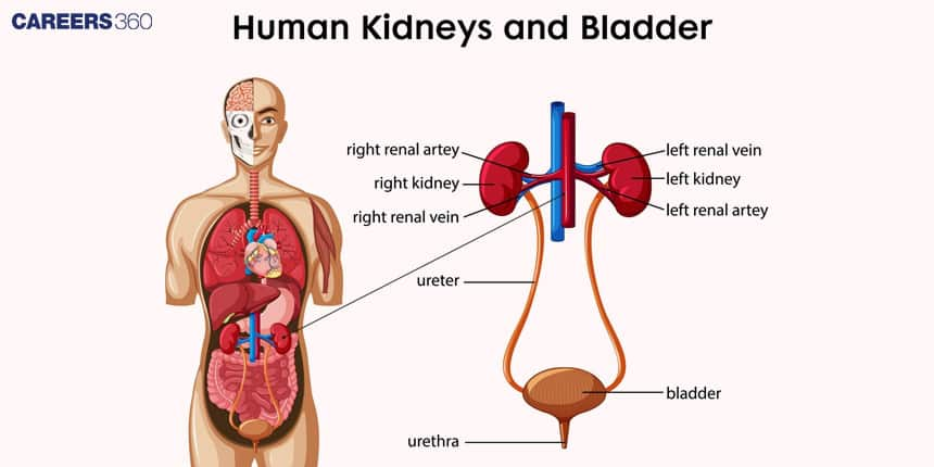 Human excretory system