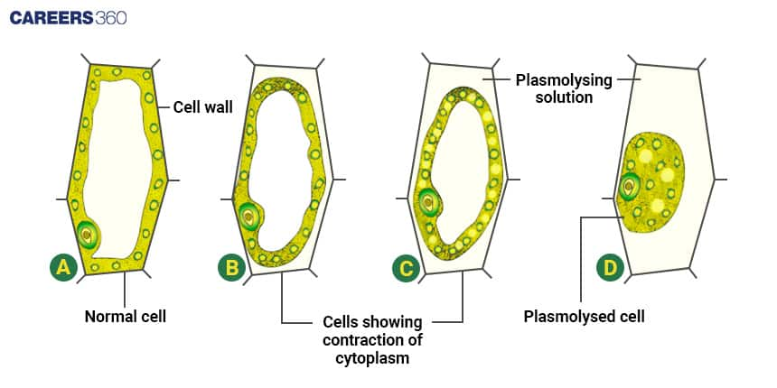 Plasmolysis and Deplasmolysis: Stages, Types & Examples