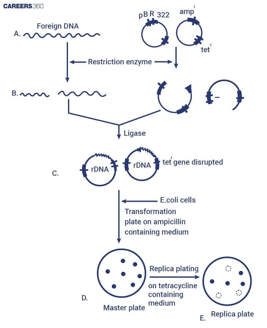 Ligation of Foreign DNA into a Vector