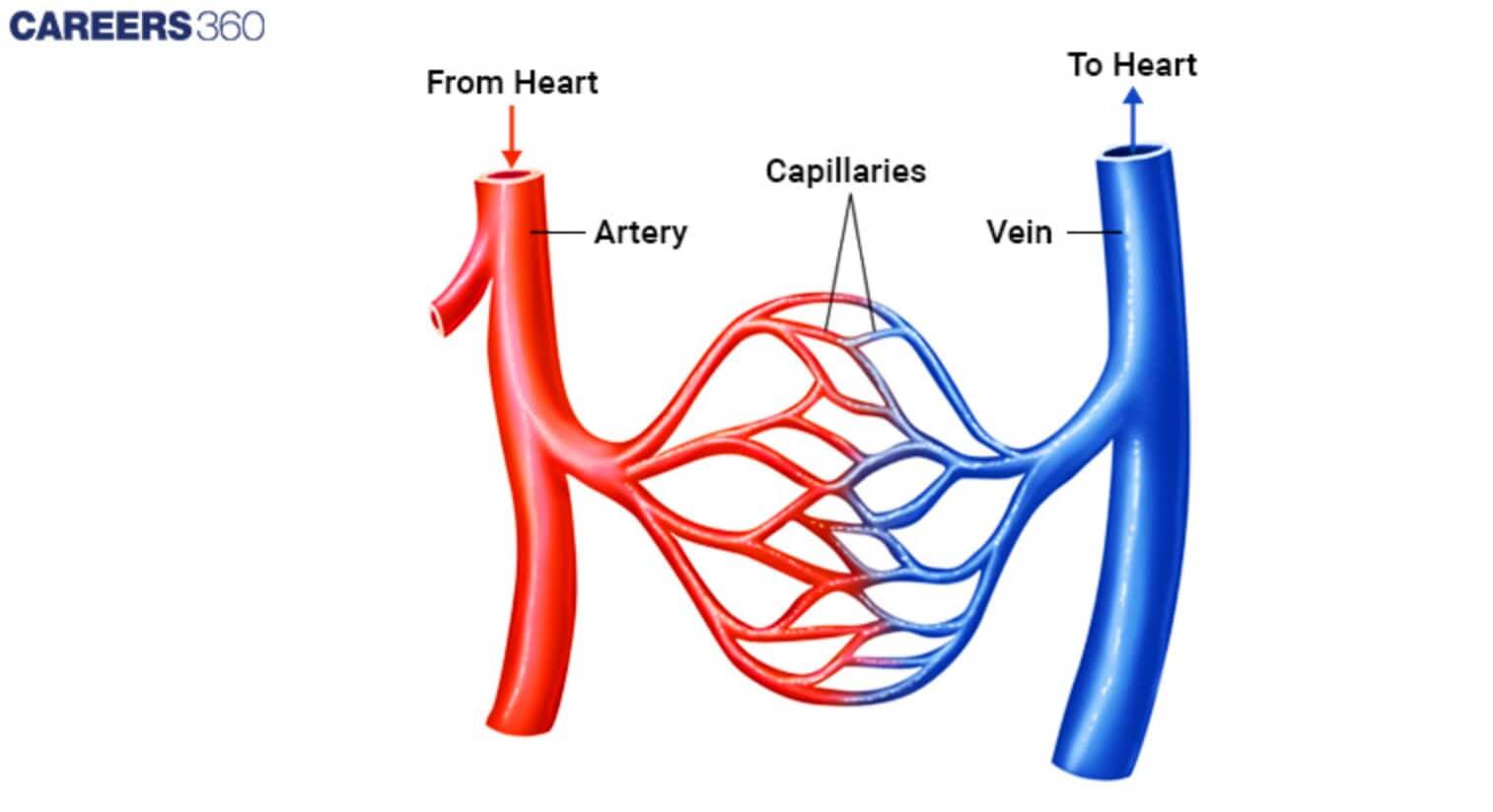 capillary networks