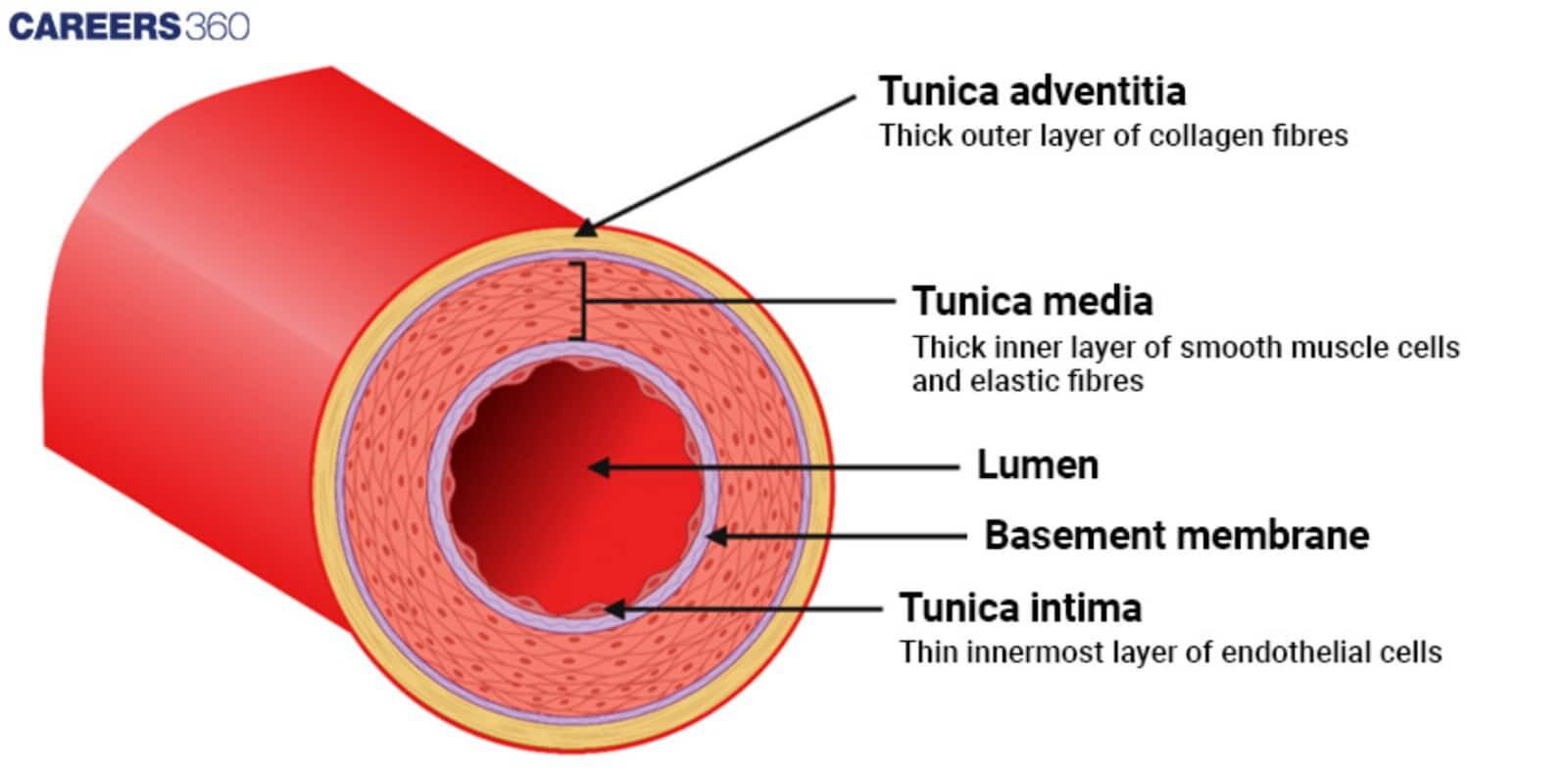 Structure of Blood Vessels