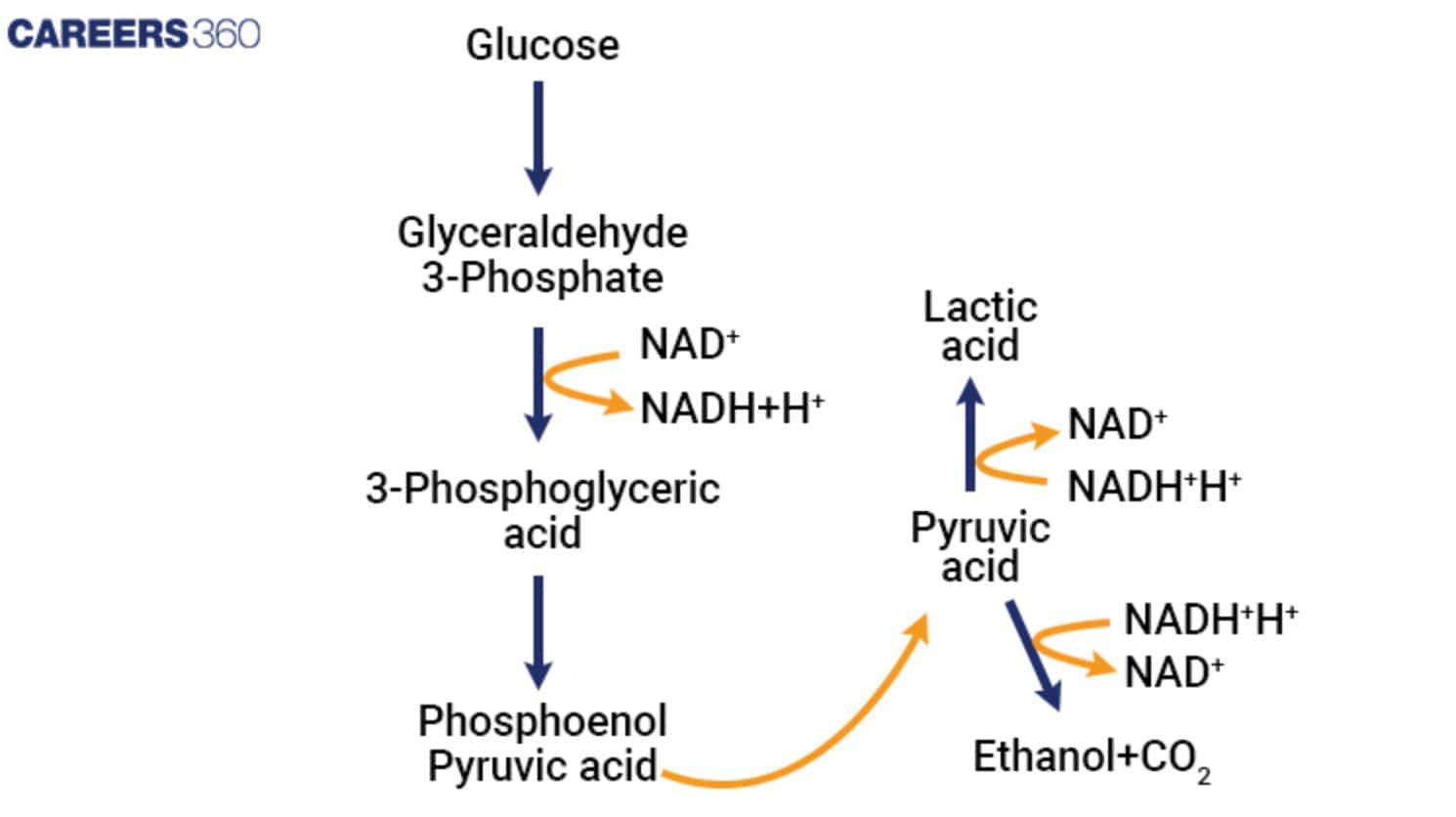 Pathway of Anaerobic Respiration