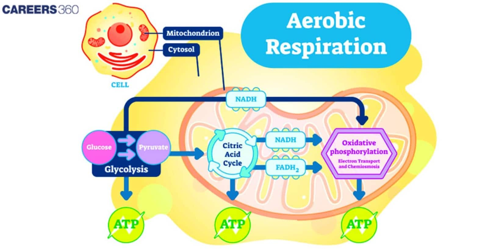 Diagram of aerobic respiration