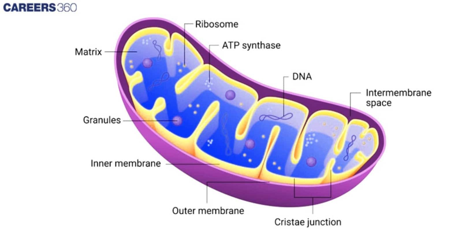 Structure of Mitochondria