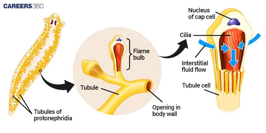 Diagram of Platyhelminthes