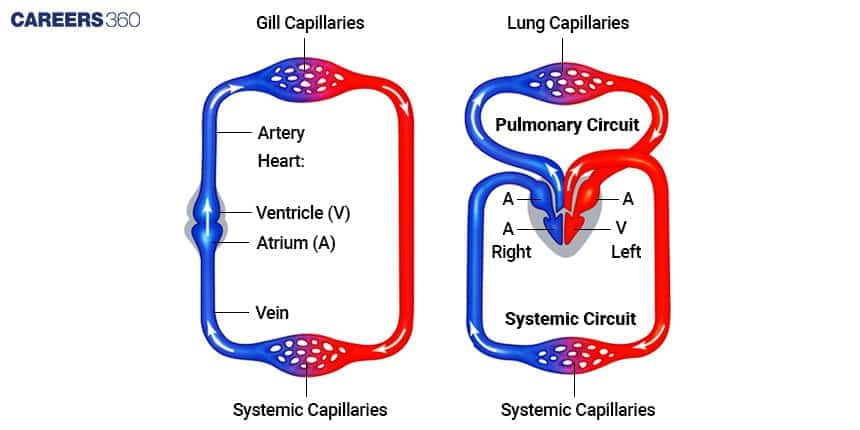 Types of Circulatory Systems