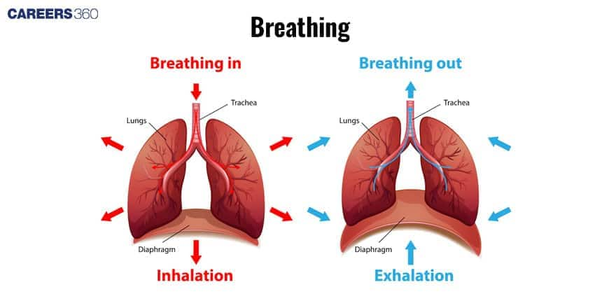 Mechanisms of Breathing