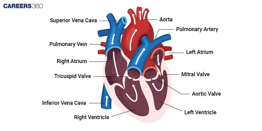 Pathway of Blood Circulation