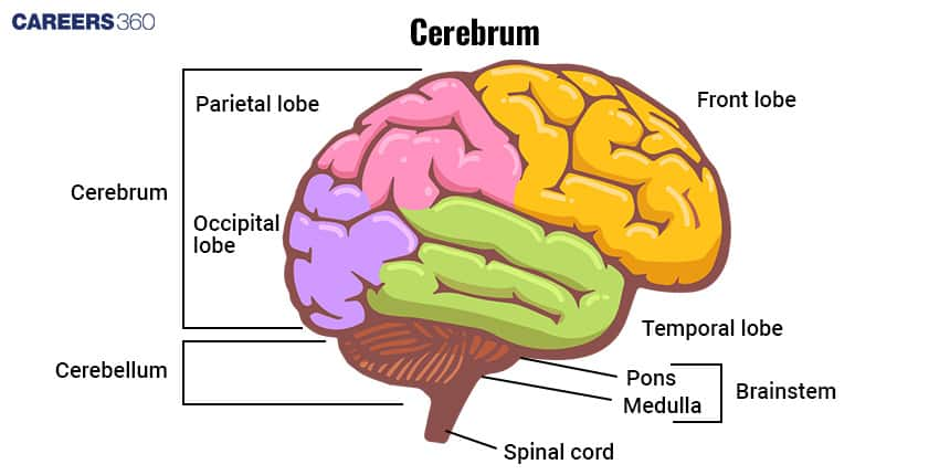 Lobes of Cerebrum