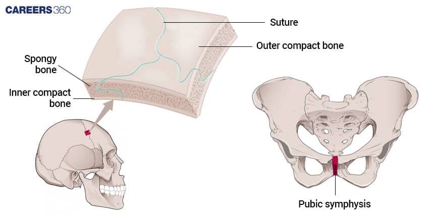 Type of Fibrous Joints