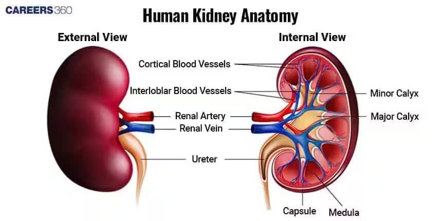 Kidney