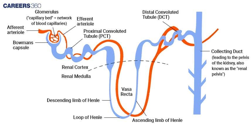 Major Parts of a Nephron