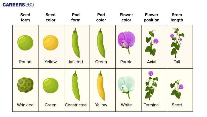 characteristics of peas