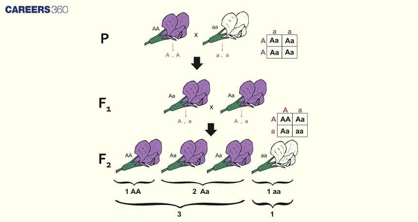 An Example Of a Monohybrid Cross