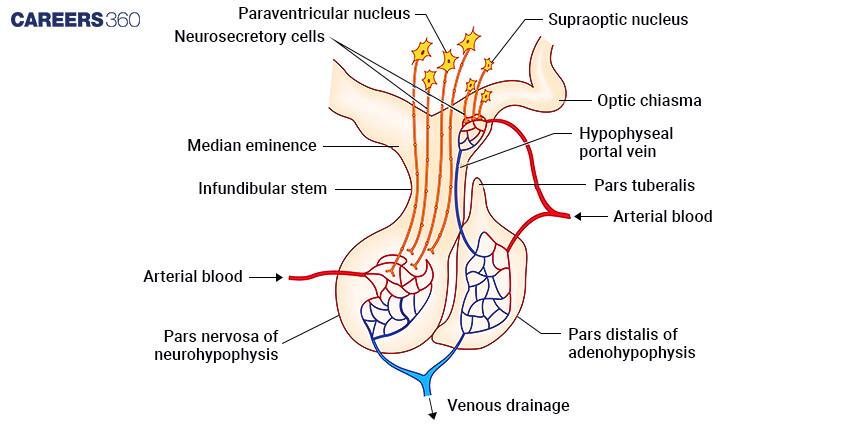 Hypothalamus 