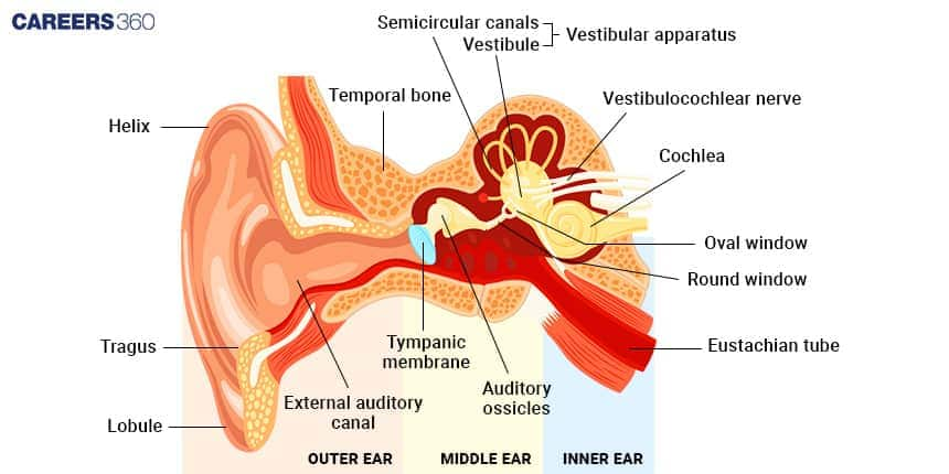 Human Ear