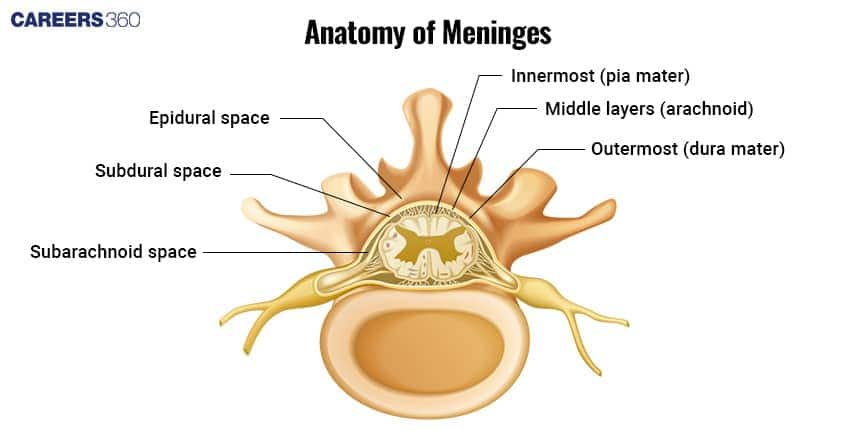 Spinal Cord Meninges