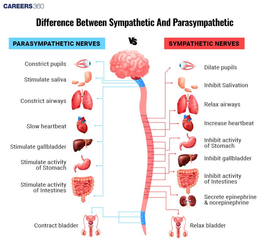 Parasympathetic And Sympathetic Nervous System Differences Sympathetic