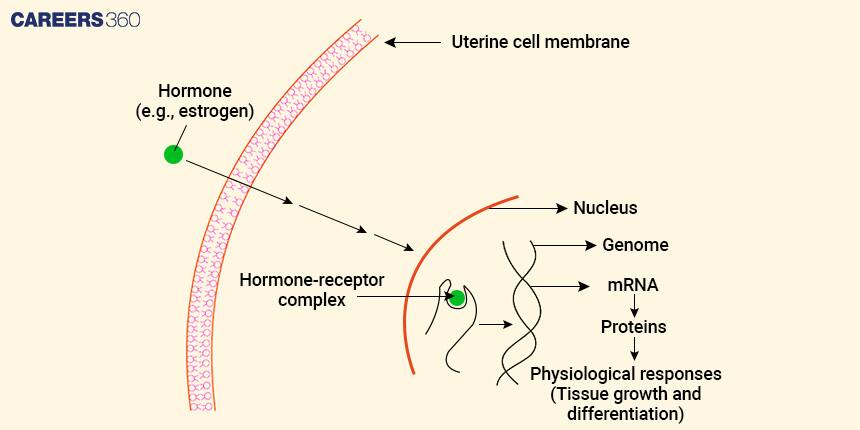 Steroid hormone action