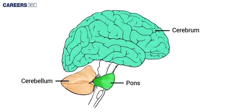 Cerebellum And Cerebrum Location