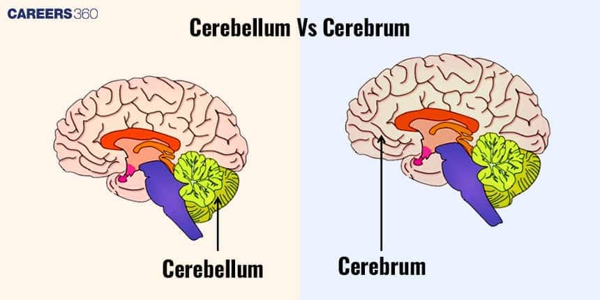 Cerebellum And Cerebrum