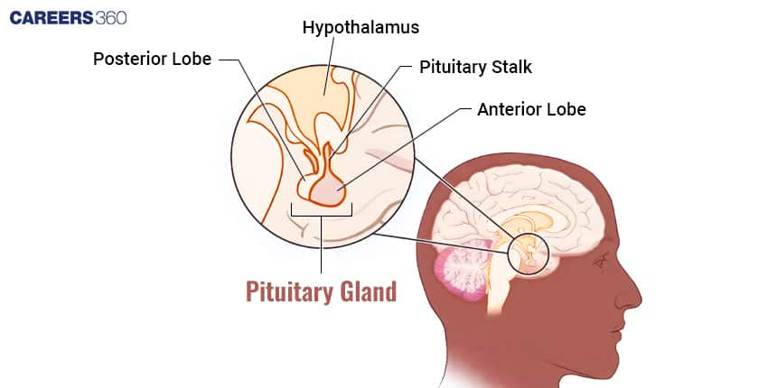 Pituitary Gland