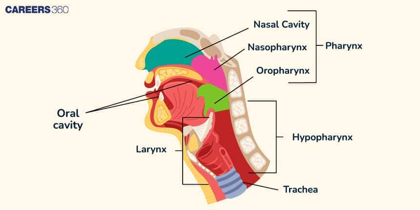 Anatomy of the Pharynx