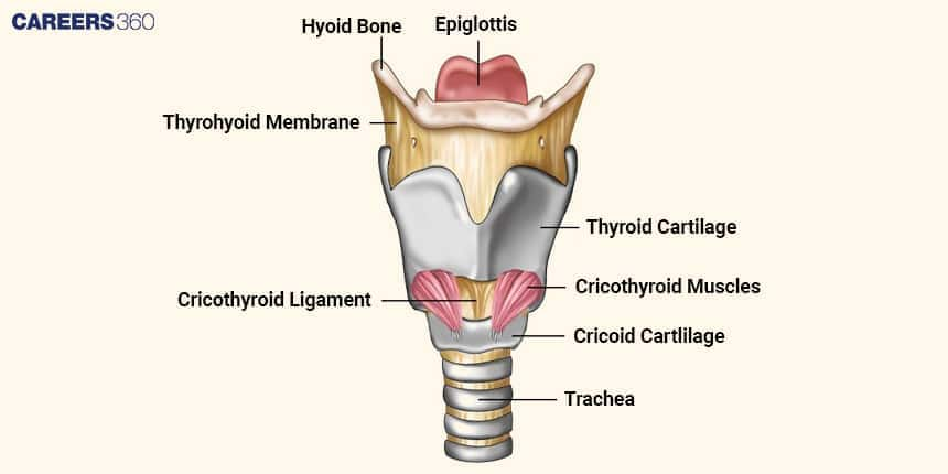 Anatomy of the Larynx