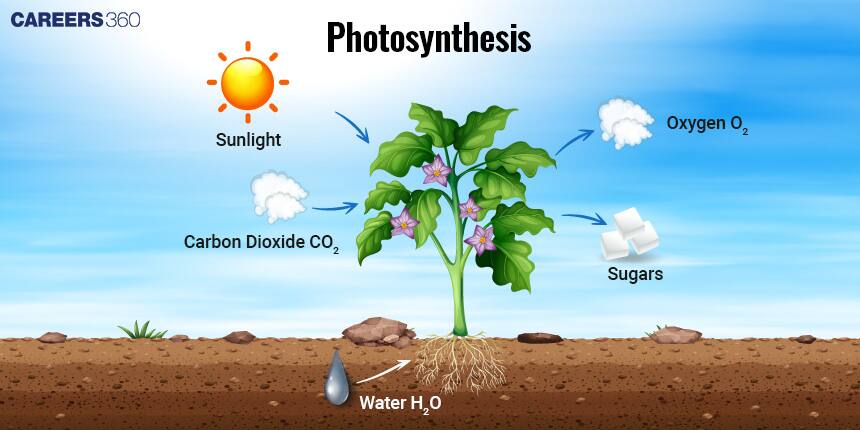 Photosynthesis Process