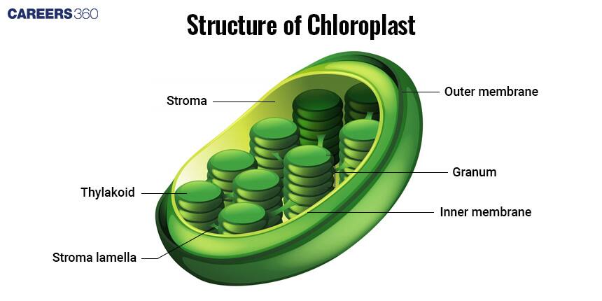 Structure of Chloroplast