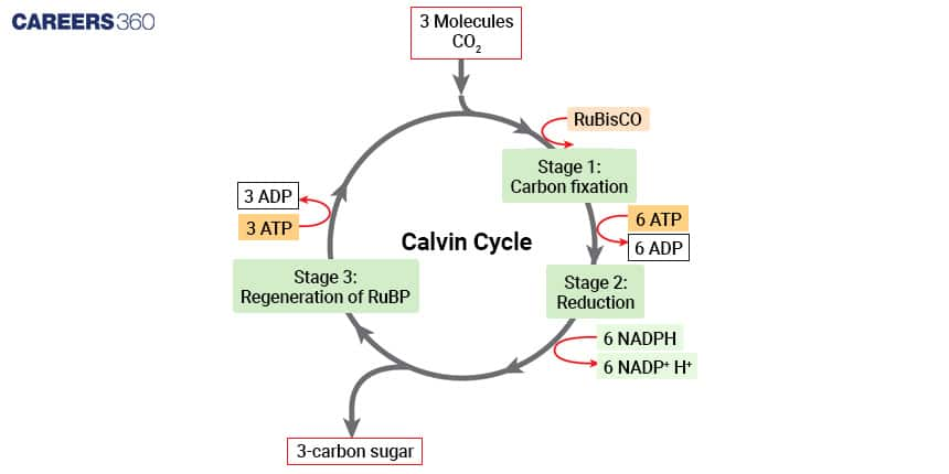 Calvin Cycle