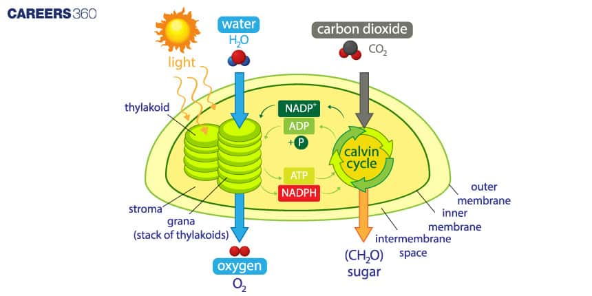 Light Dependent Reaction