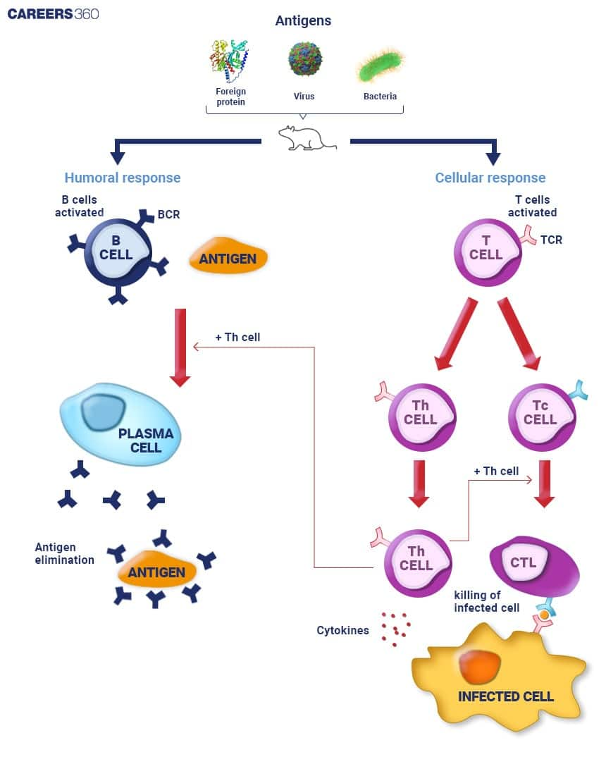 Humoral immunity vs Cell- mediated immunity